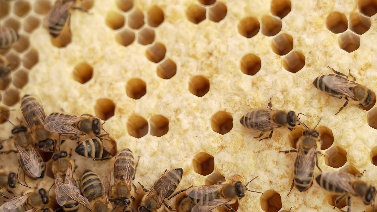 © ORF/Tower10 Im Bienenstock ist ganz schön was los. Es wimmelt und summt.