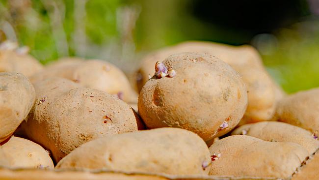 Naturgeschichten: Das Kartoffel-Geheimnis
