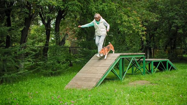 Tierisch spannend wird es beim Hundesport Obedience, bei dem Mensch und Hund als perfekt eingespieltes Team zusammenarbeiten.