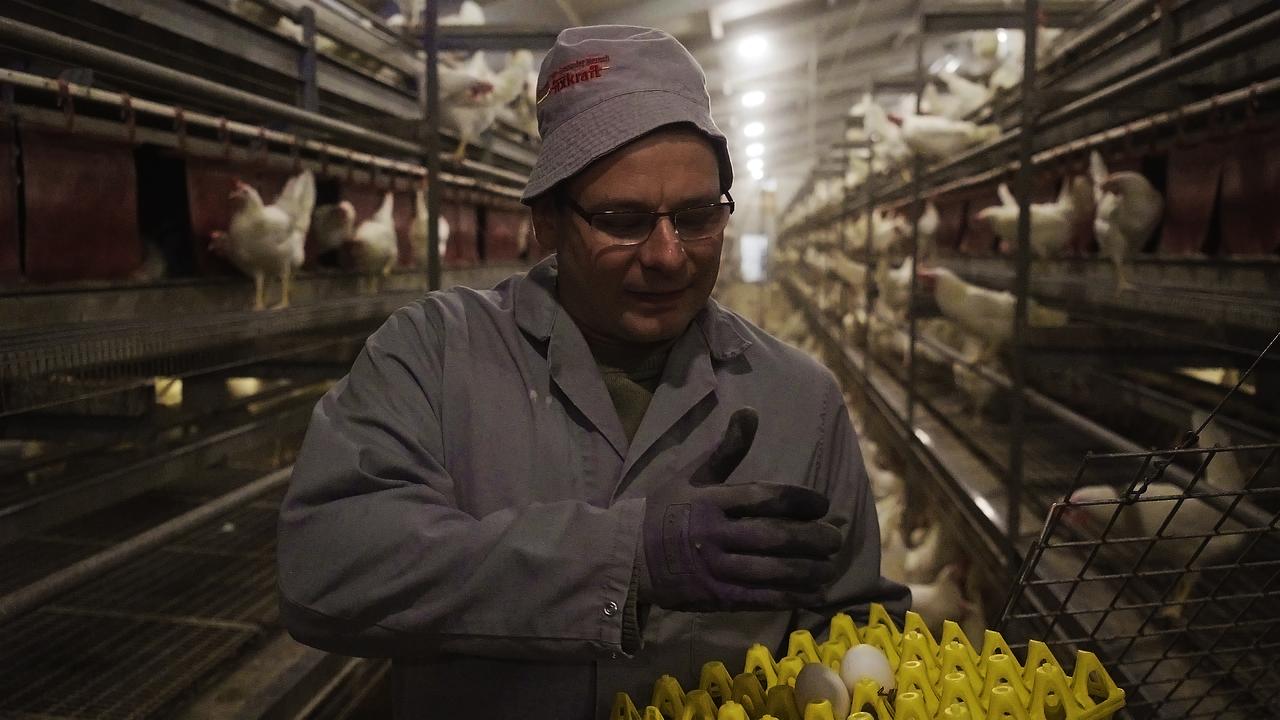 Landwirt Thomas Pugl sammelt im Hühnerstall Eier ein