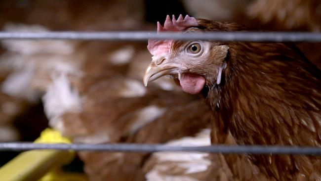 Im Bild: Huhn in Käfighaltung.