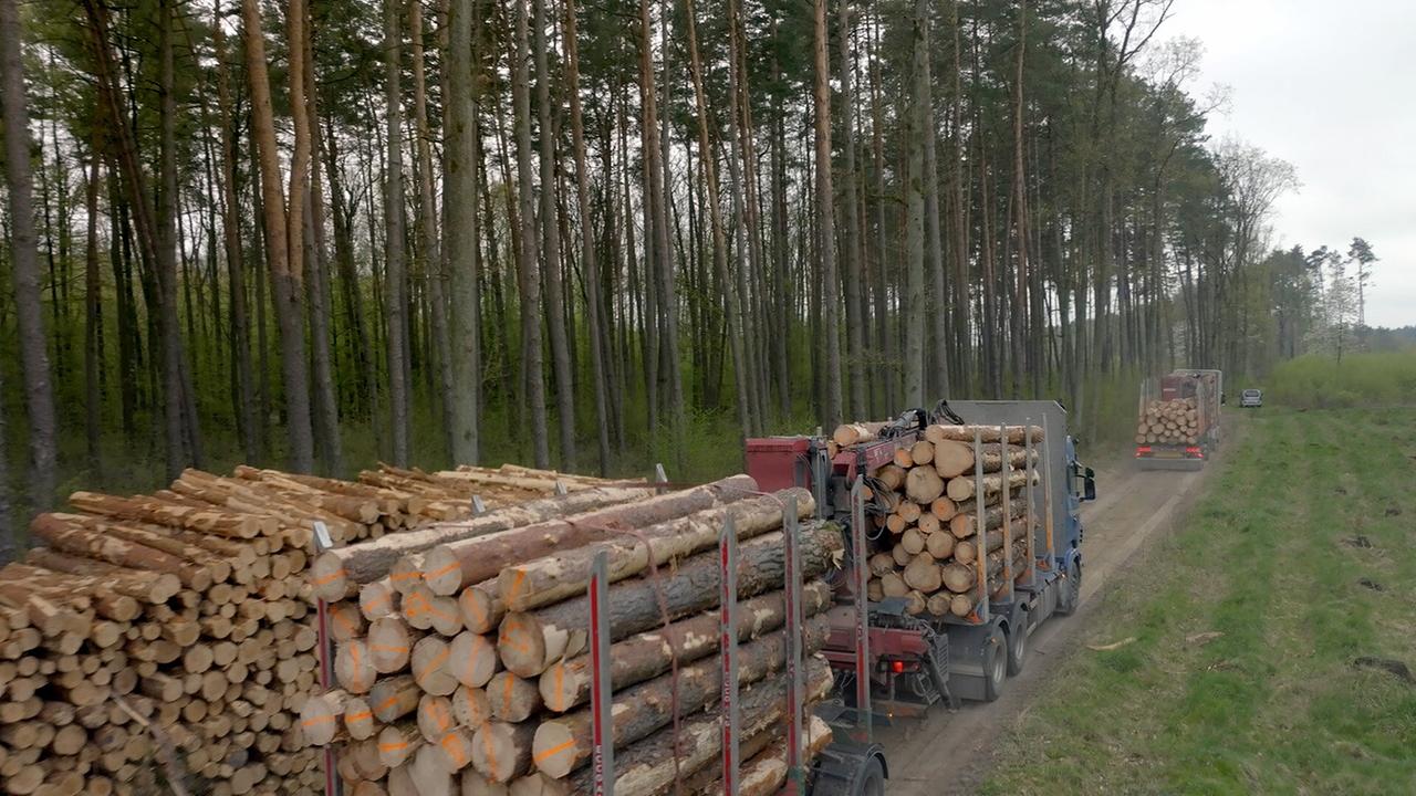 Bäume für Billy - Wie Ikea den Planeten plündert