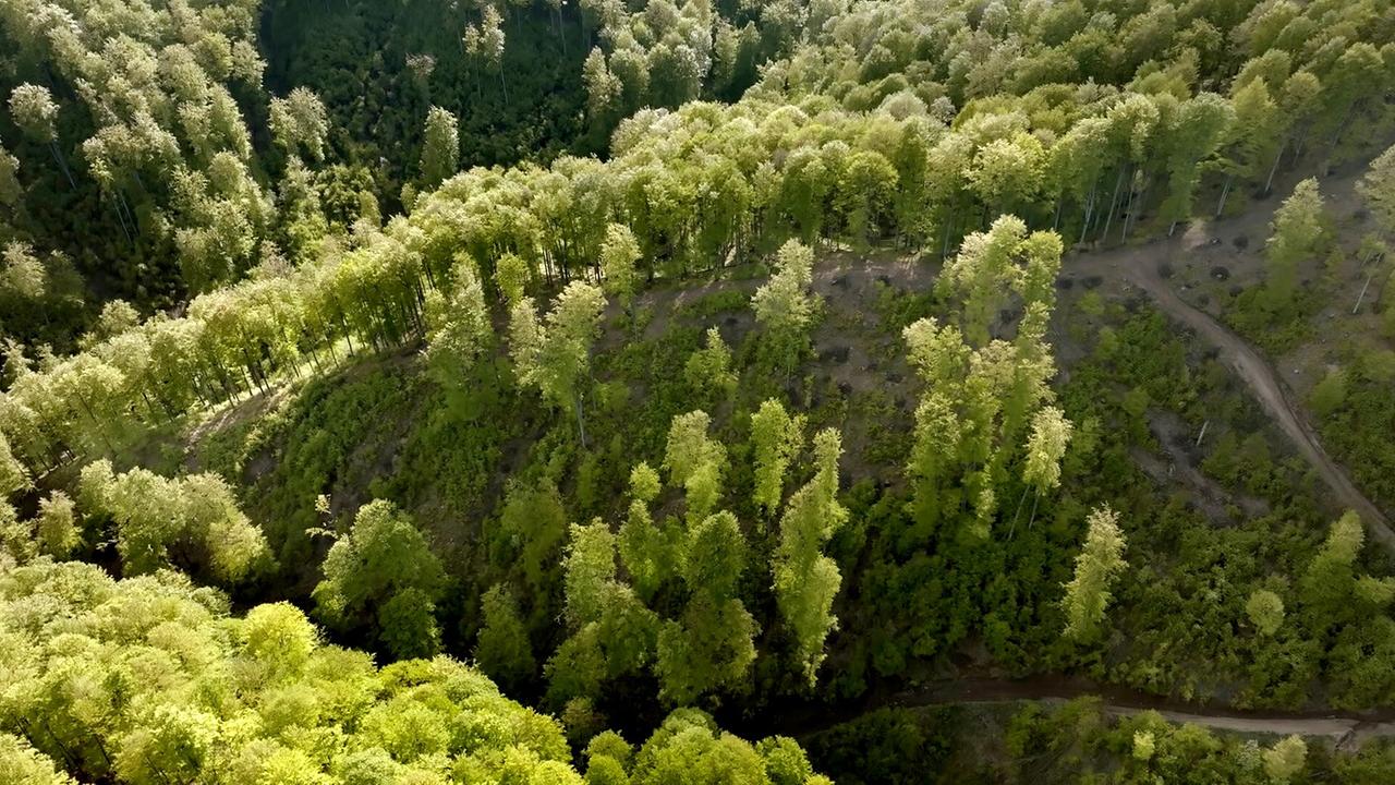 Bäume für Billy - Wie Ikea den Planeten plündert