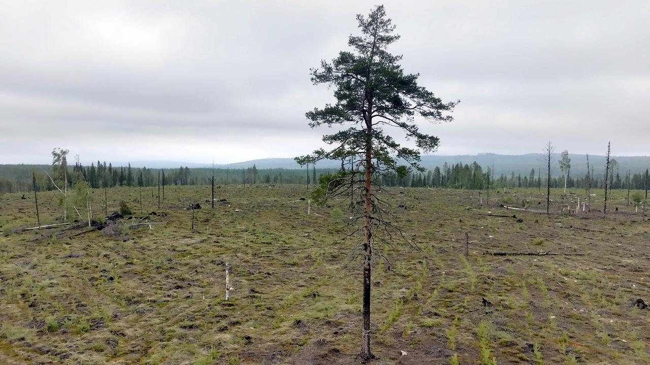 Bäume für Billy - Wie Ikea den Planeten plündert