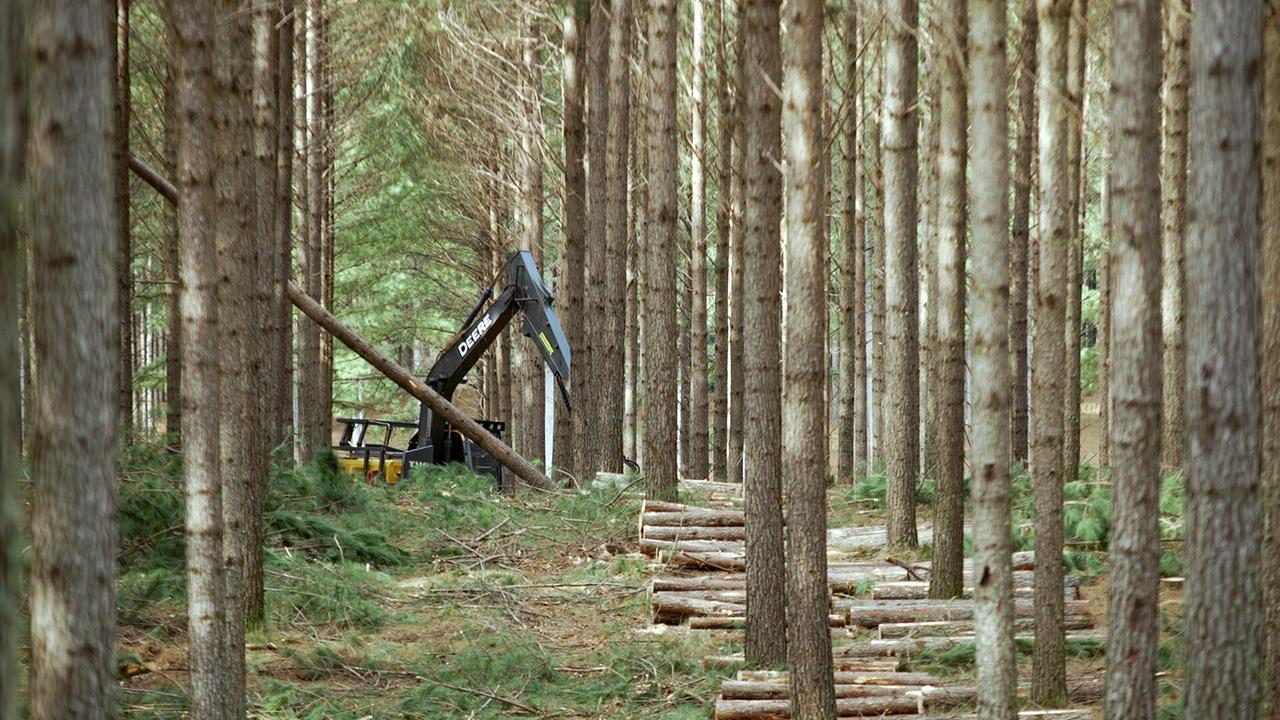 Bäume für Billy - Wie Ikea den Planeten plündert