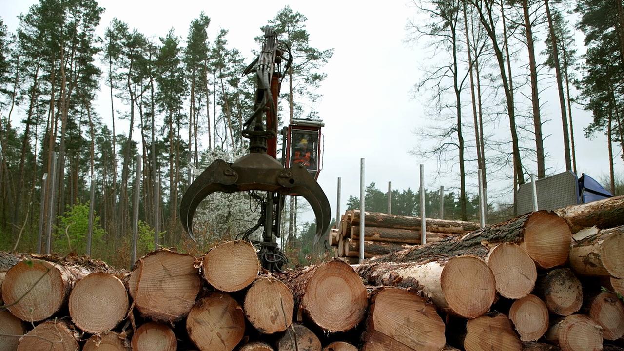 Bäume für Billy - Wie IKEA den Planten plündert
