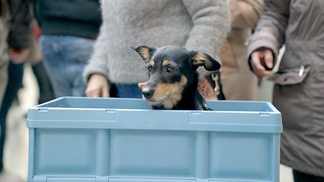 Ein kleiner Hund sitzt in einer hellblauen Plastikkiste und blickt treuherzig drein, hinter ihm gehen Menschen vorbei