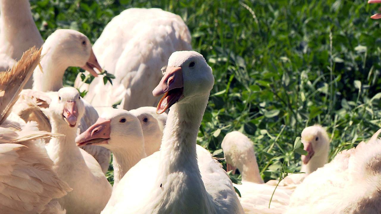 Im Bild: Eine Bioweidegans in der Scharr.