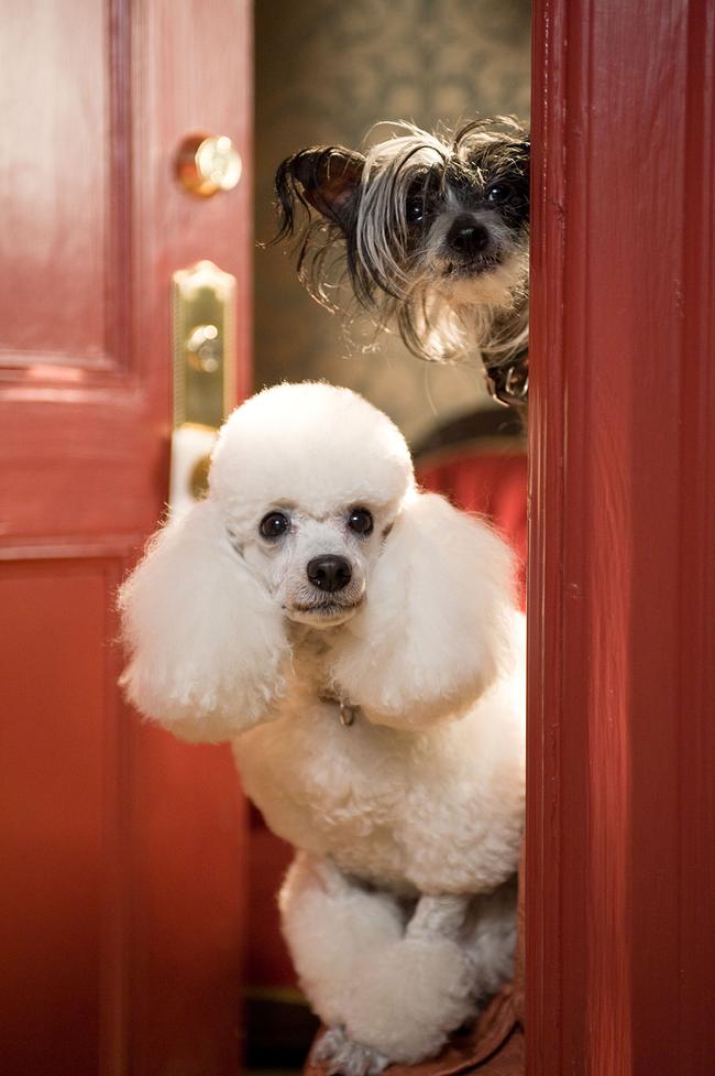 © ORF/Telepool Das Hundehotel