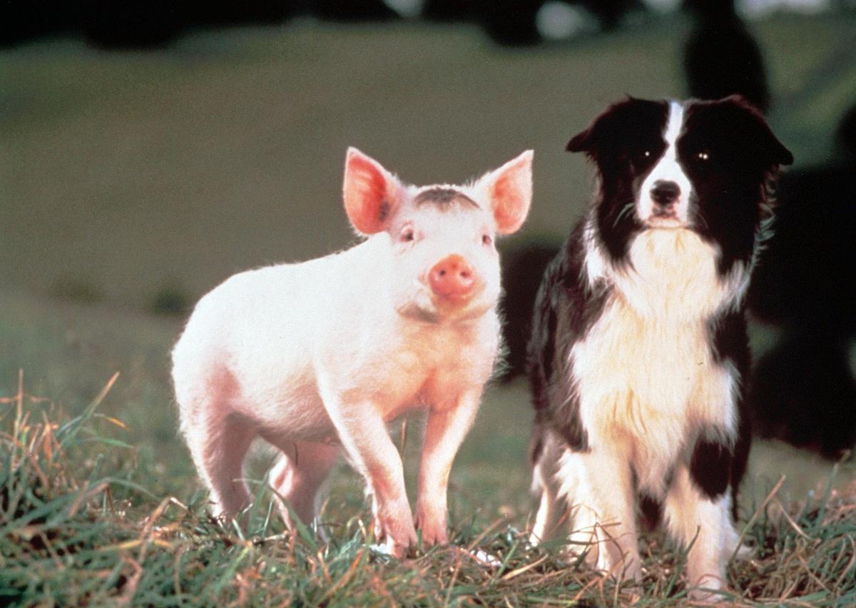 Im Bild: Schweinchen Babe macht dem Hirtenhund Konkurrenz