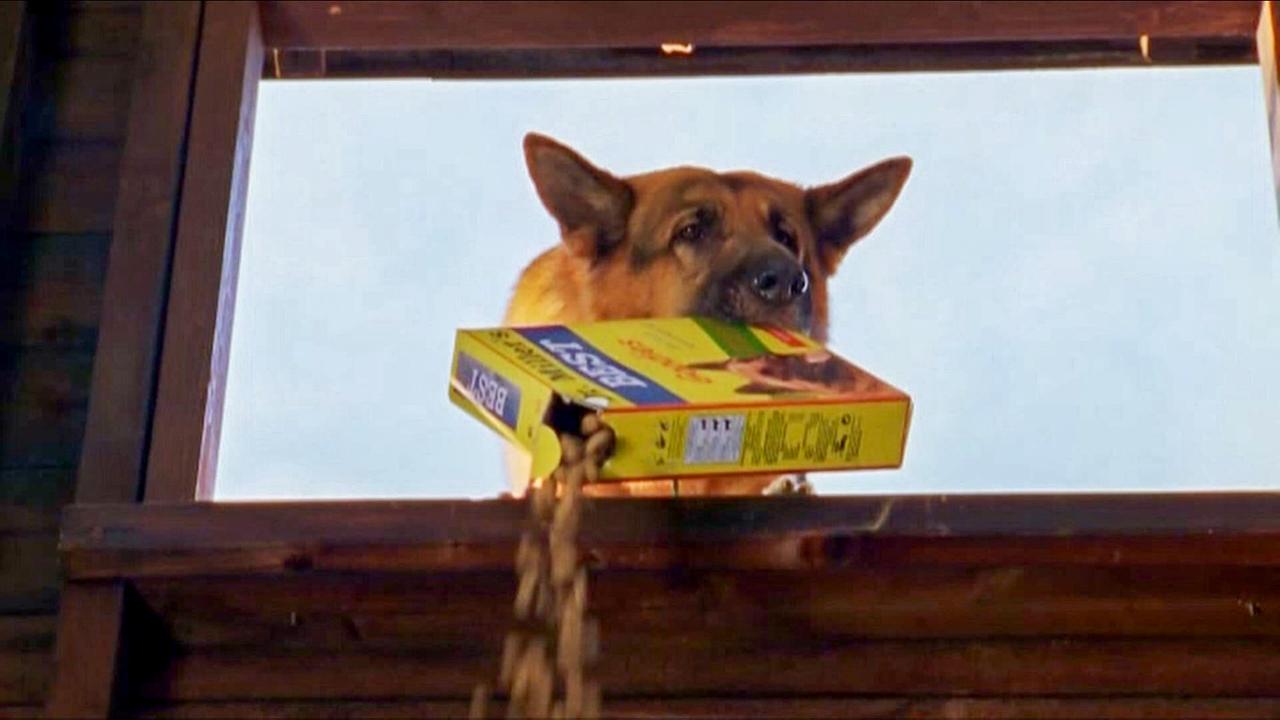 Rex hält eine geöffnete Schachtel Hundefutter im Maul, aus der Inhalt nach unten fällt.