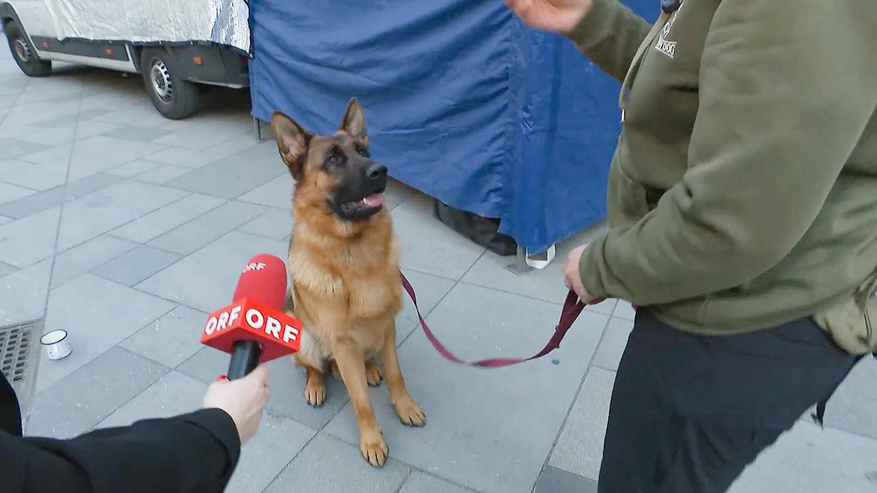 Schäferhund Rex sitzt ruhig an der Leine, während ihm ein ORF‑Mikrofon hingehalten wird.