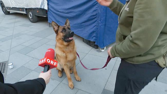 © ORF/Mutterschifffilm Schäferhund Rex sitzt ruhig an der Leine, während ihm ein ORF‑Mikrofon hingehalten wird.