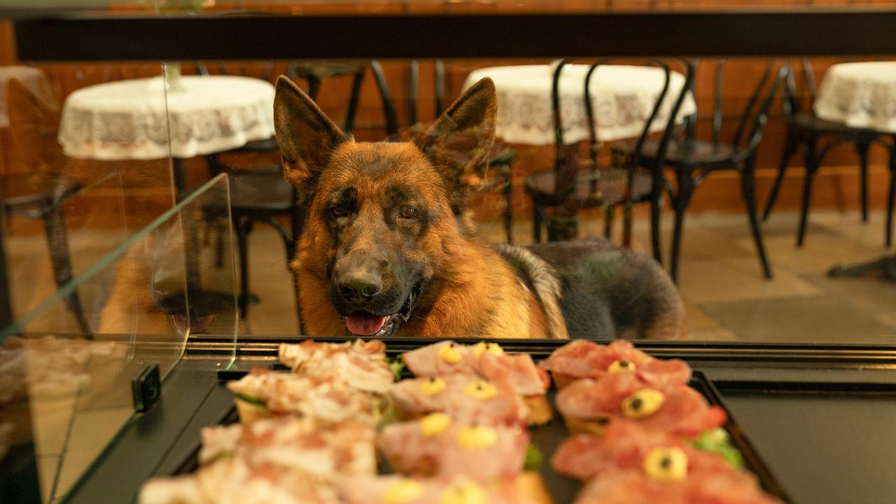 Schäferhund Rex blickt in der Bäckerei durch die Scheibe einer Vitrine auf die belegten Brötchen