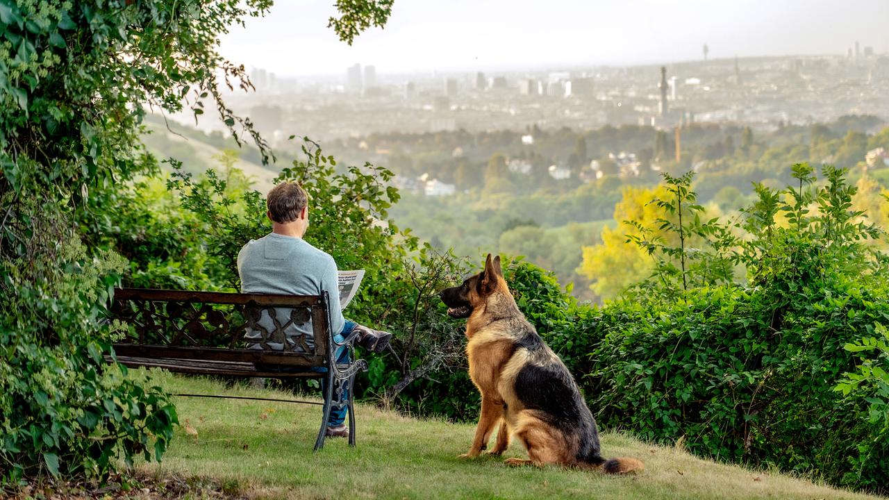 Max Steiner sitzt auf einer Bank in seinem Garten und hält Papiere in der Hand, neben ihm sitzt Schäferhund Rex und blickt ihn von der Seite an, vor ihnen die Aussicht auf das Panorama von Wien