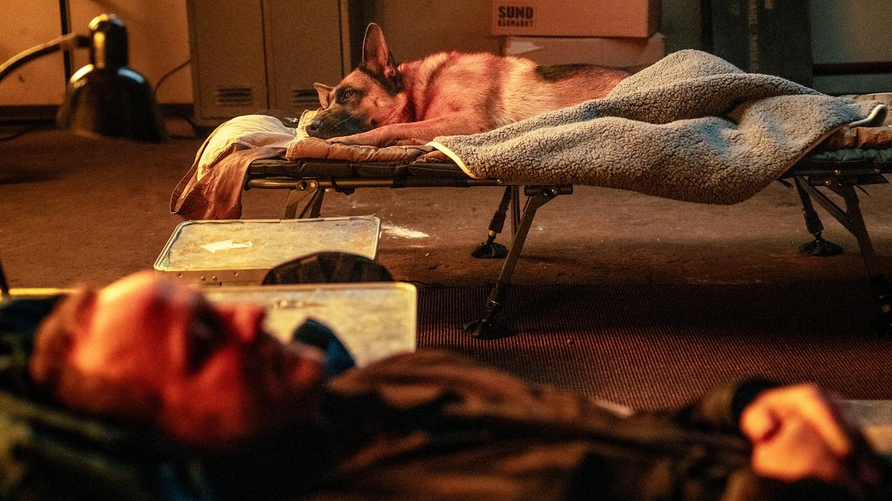 Kommissar Rex und Chefinspektor Max Steiner schlafen bei ihrem Undercover-Einsatz auf zwei Feldbetten