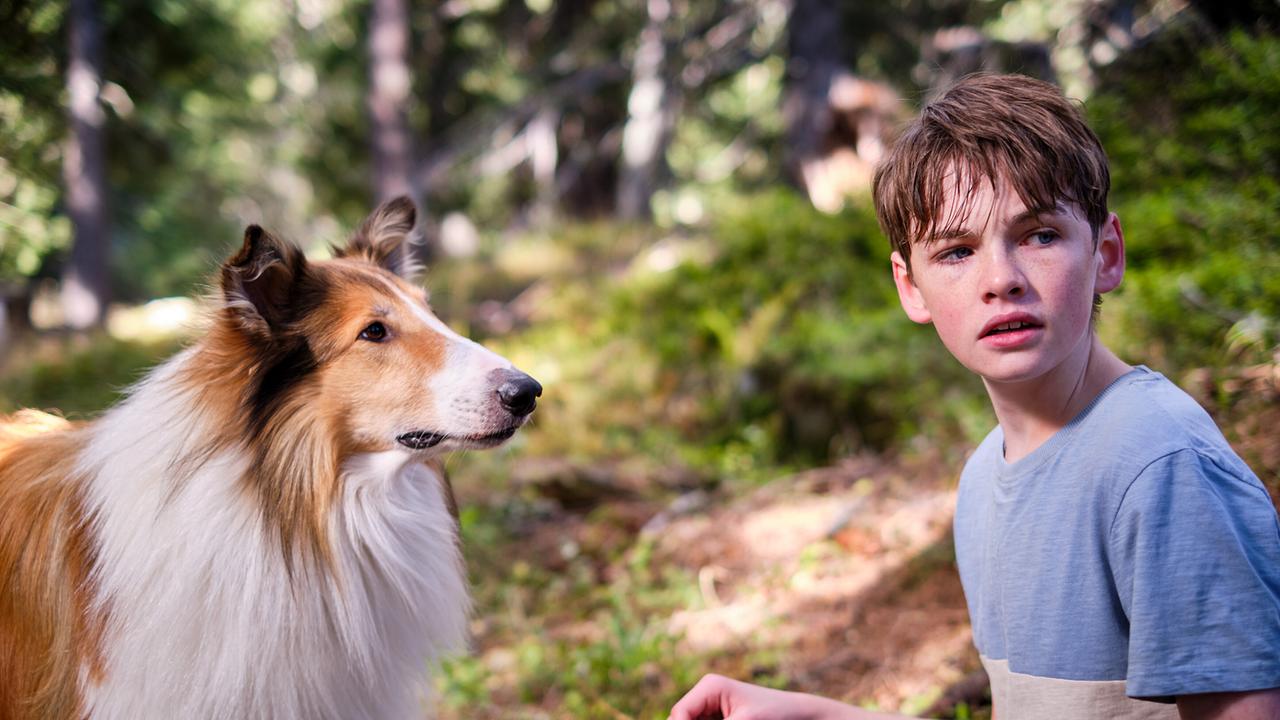 Flo hockt am Boden eines sonnendurchfluteten Waldes, während er prüfend zur Seite schaut, blickt ihn Collie-Hündin Lassie an