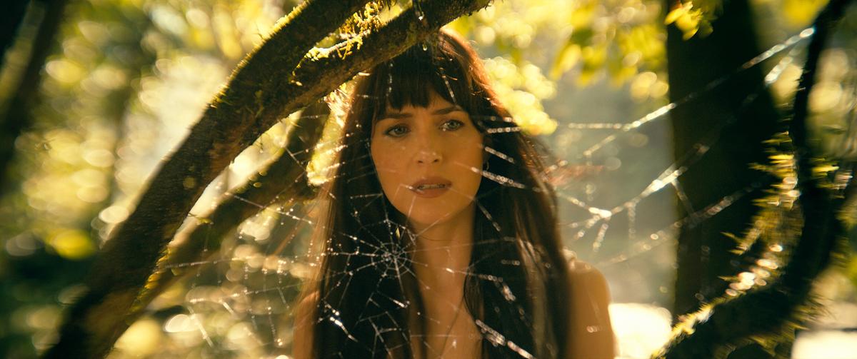 © ORF/Sony Pictures/CTMG Dakota Johnson als Cassandra Webb, an einem sonnigen Tag schaut sie sich ein schönes Spinnennetz an, das zwischen den Ästen eines Baumes gespannt ist