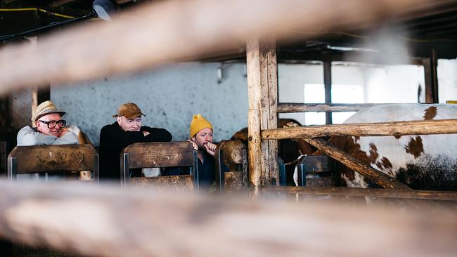 Thomas Nowak, Florian Holzer und Ingo Pertramer lehnen in einem Kuhstall an Holzgattern und beobachten die Kühe, die sich direkt vor ihnen im Gehege befinden.
