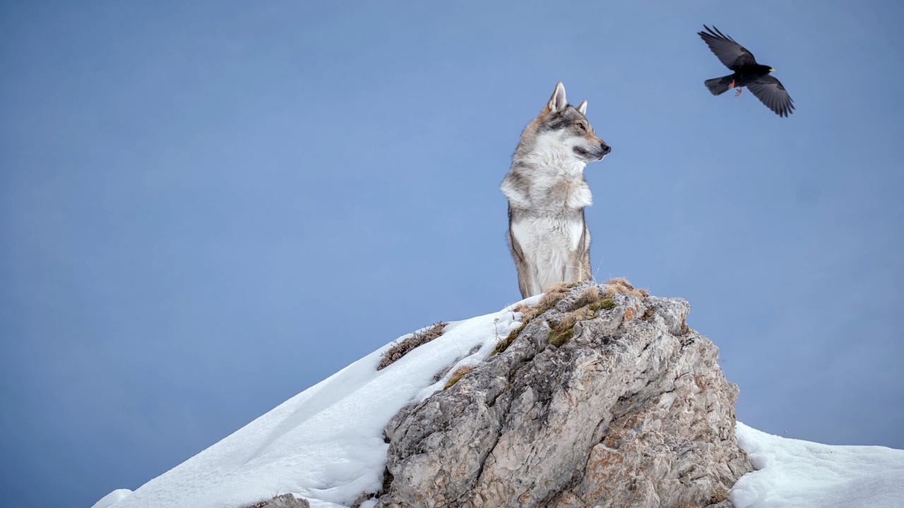 "Schnee - Folge 6": Ein Wolf und eine Rabe auf dem Muttstein