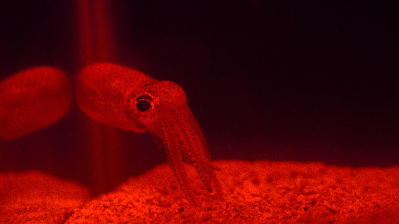 "Der Schwarm - Die Rache der Ozeane": Die Forschenden interessieren sich für den Zwergtintenfisch, weil er eine einzigartige Symbiose eingeht: Mit Bakterien, die ihn leuchten lassen.