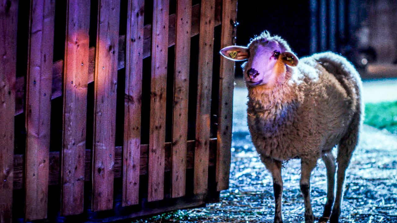 © ORF/ZDF/Horse&Fruits Ein Schaf steht abends in einer Stallöffnung, hinter ihm ist der Weg beleuchtet und verschneit.