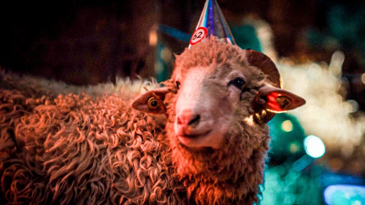 © ORF/ZDF/Horse&Fruits Ein Schaf mit Partyhut und Glöckchen steht vor verschwommenen, bunten Lichtern.