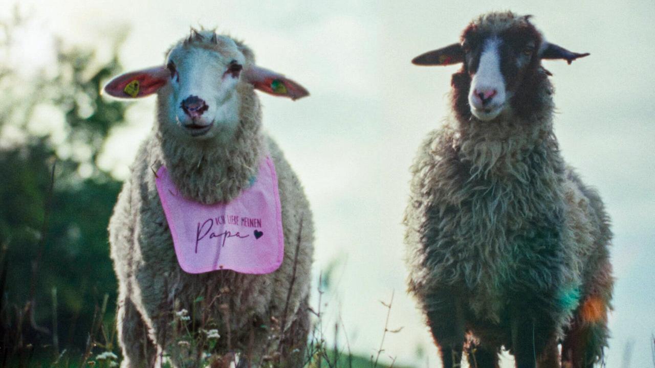 © ORF/ZDF/Horse&Fruits Zwei Schafe stehen auf einer Wiese, eines trägt ein rosa Lätzchen mit der Aufschrift „Ich liebe meinen Papa“.