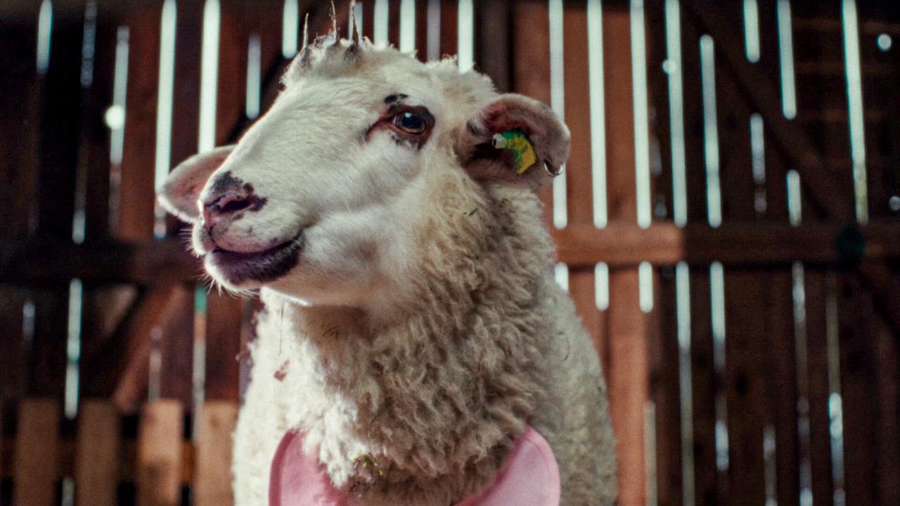 © ORF/ZDF/Horse&Fruits Ein weißes Schaf mit Ohrmarke und einem ein rosa Lätzchen schaut in einem dunklen Holzstall seitlich nach vorne.