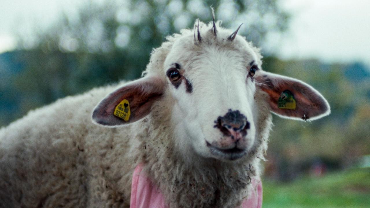 © ORF/ZDF/Horse&Fruits Ein Schaf mit Ohrmarken und einem rosa Lätzchen auf einer Wiese schaut direkt in die Kamera.
