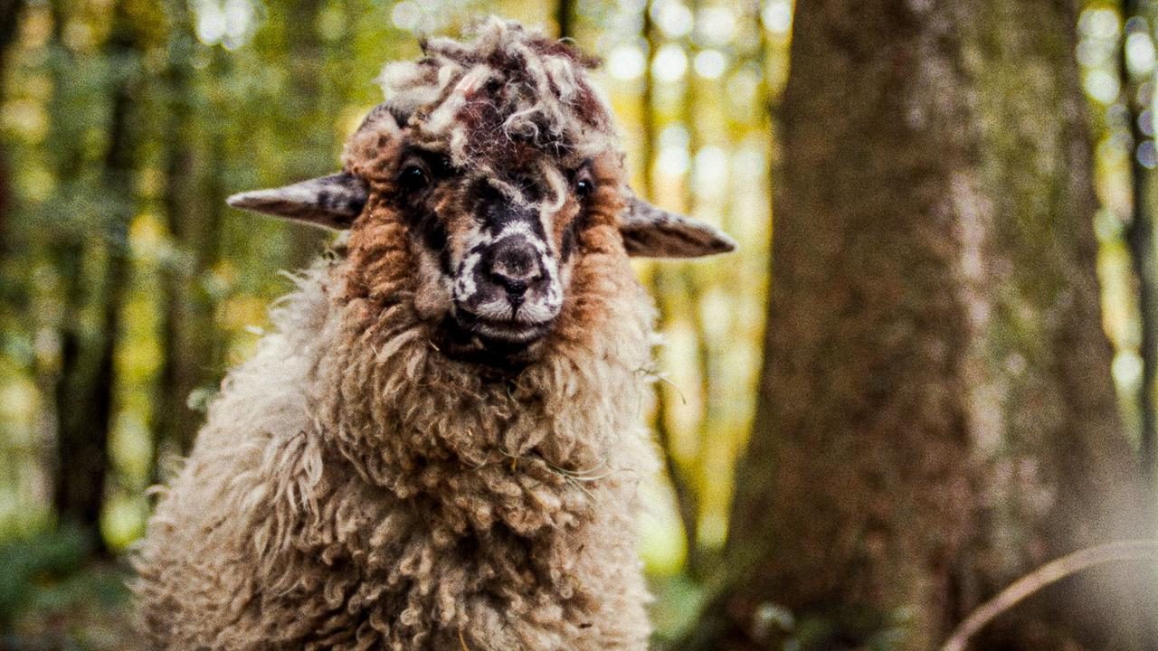 © ORF/ZDF/Horse&Fruits Ein zotteliges, dunkel gezeichnetes Schaf steht im Wald und blickt direkt in die Kamera.