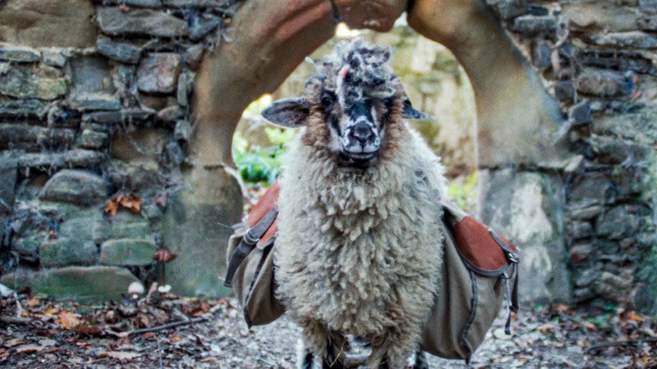© ORF/ZDF/Horse&Fruits Ein zotteliges Schaf mit Satteltaschen geht durch einen alten Steinbogen.