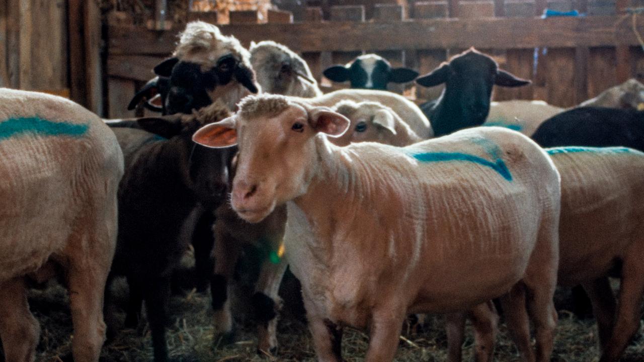 © ORF/ZDF/Horse&Fruits Eine Schafherde steht geschoren und dicht gedrängt in einem Stall.