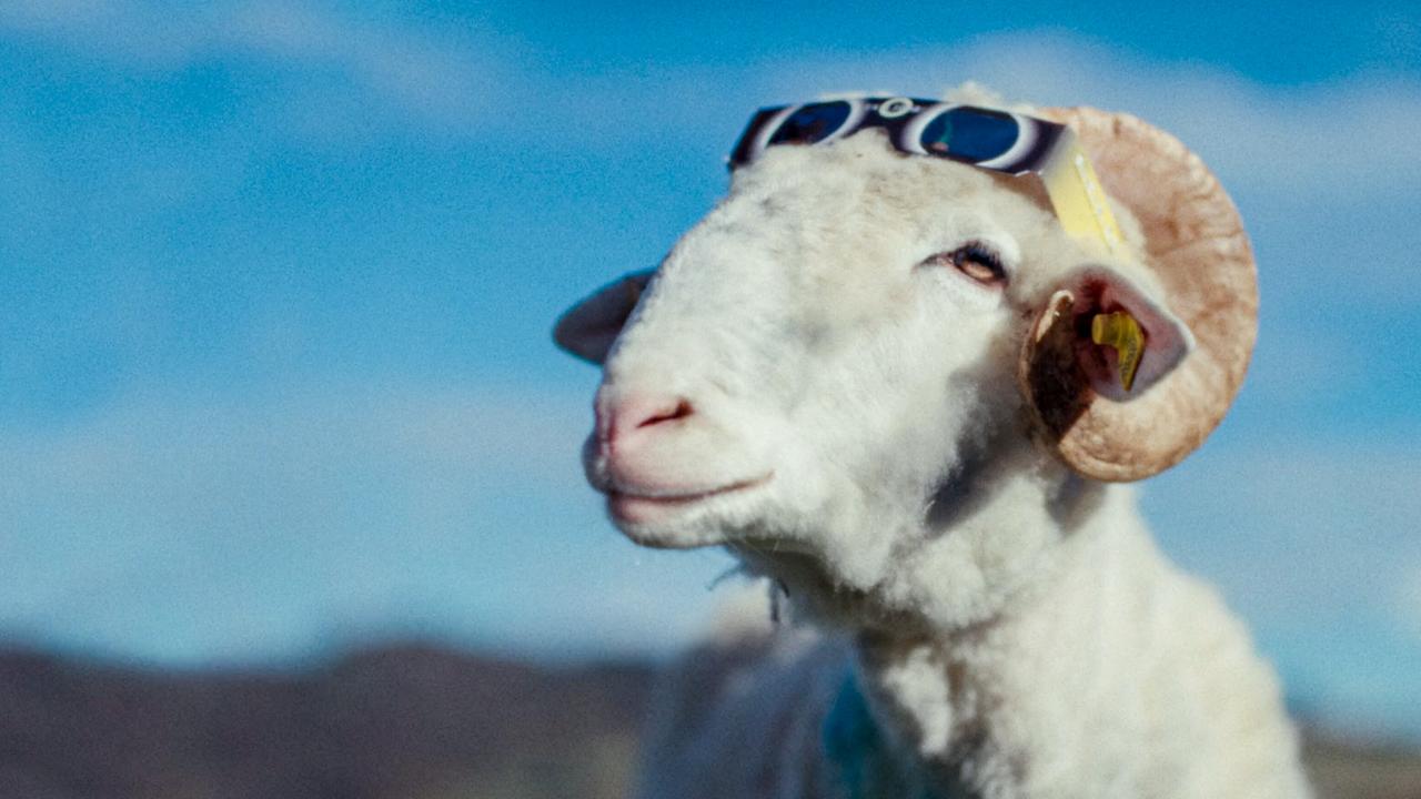 © ORF/ZDF/Horse&Fruits Ein Schafbock mit Sonnenfinsternis-Brille auf seinem Kopf posiert vor blauem Himmel.