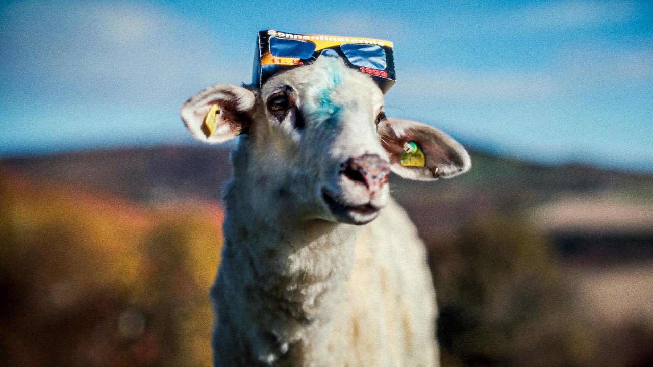 © ORF/ZDF/Horse&Fruits Ein Schaf trägt eine Sonnenfinsternis-Brille wie einen Hut.
