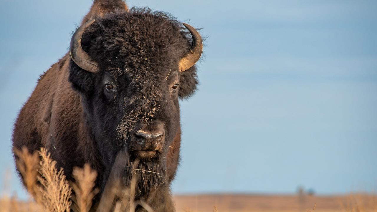 © ORF/Universal/NBC/BBC Studios/Alex Wiles Ein Bison steht auf der Prärie, von der Kamera direkt von vorne aufgenommen
