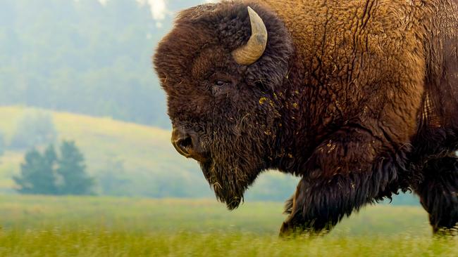 © ORF/Universal/NBC/BBC Studios Von rechts von der Seite kommend durchquert ein mächtiger Bison die Prärie