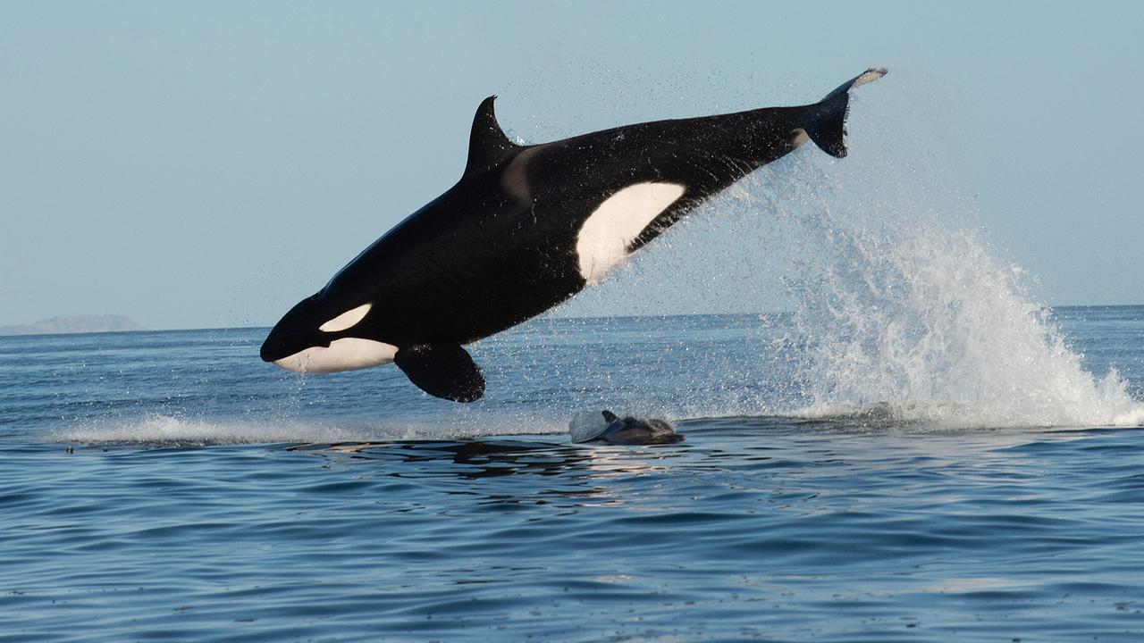 © ORF/Universal/NBC/BBC Studios/Christopher Swann Ein Orca-Weibchen springt bei der Jagd hoch über die Meeresoberfläche hinaus