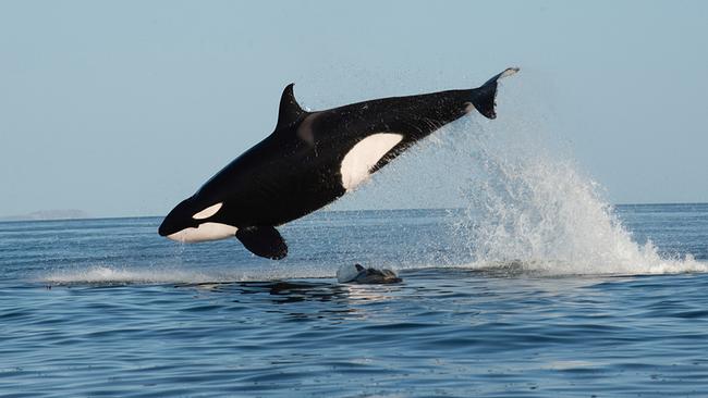 © ORF/Universal/NBC/BBC Studios/Christopher Swann Ein Orca-Weibchen springt bei der Jagd hoch über die Meeresoberfläche hinaus