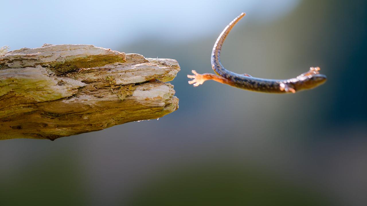 © ORF/Universal/NBC/BBC Studios Ein kleiner Salamander springt mutig von einem Ast in die Tiefe