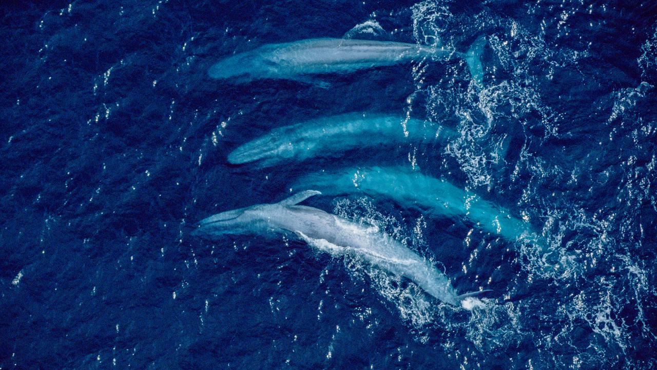 © ORF/Universal/NBC/BBC Studios/Flip Nicklin Vier Blauwale aus der Vogelperspektive von oben gefilmt