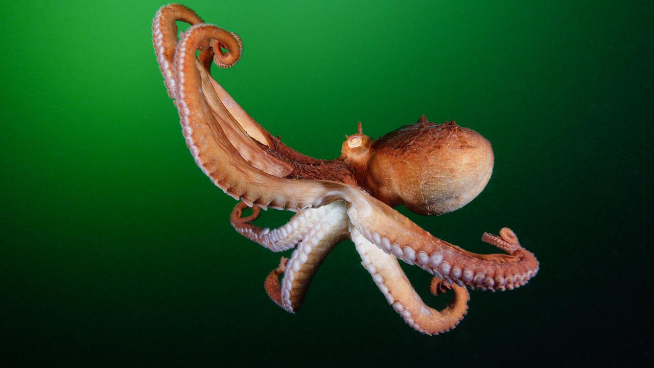 © ORF/Universal/NBC/BBC Studios/Brandon Cole Ein orangefarbener Riesenkrake schwimmt vor dem Hintergrund tiefgrünem Meerwassers