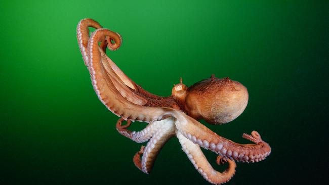 © ORF/Universal/NBC/BBC Studios/Brandon Cole Ein orangefarbener Riesenkrake schwimmt vor dem Hintergrund tiefgrünem Meerwassers