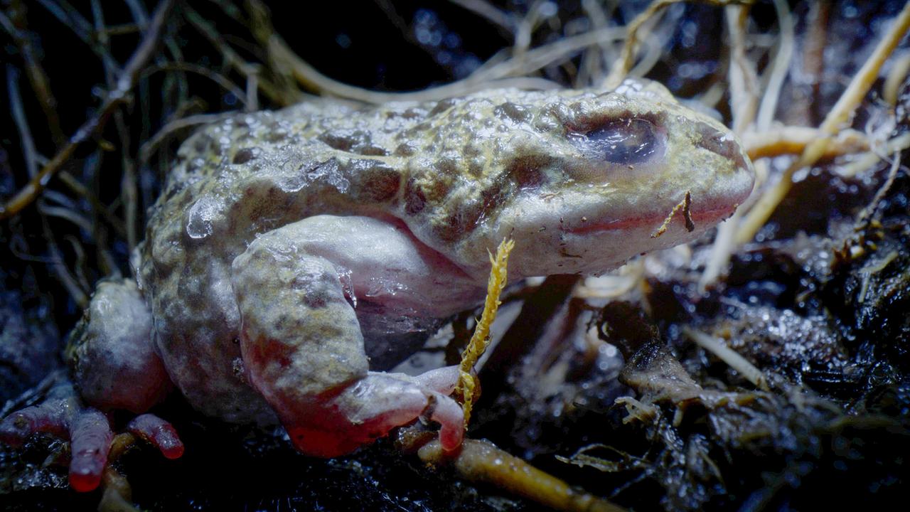 © ORF/Universal/NBC/BBC Studios Ein Vieraugenfrosch in Eisstarre