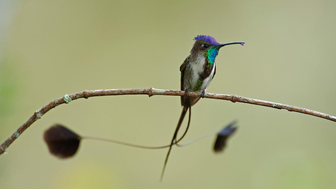 © ORF/Universal/NBC/BBC Studios/Murray Cooper Ein Kolibri mit lila schimmernden Federn am Kopf und türkis schimmernden Kehlchen sitzt auf einem Ast, zwei lange Schmuckfedern mit Pfauenaugen an deren Enden