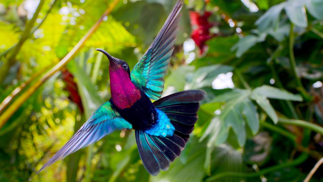 © ORF/Universal/NBC/BBC Studios Ein bunt schimmernder Purpurkehlkolibri fliegt durch den Regenwald, um sein Territorium zu verteidigen