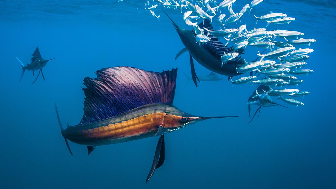 © ORF/Universal/NBC/BBC Studios/Shawn Heinrichs Bunte Fächerfische jagen einen Schwarm Goldsardinen