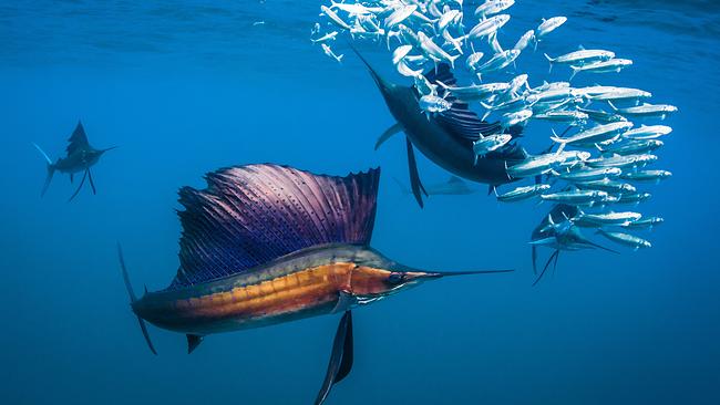 © ORF/Universal/NBC/BBC Studios/Shawn Heinrichs Bunte Fächerfische jagen einen Schwarm Goldsardinen