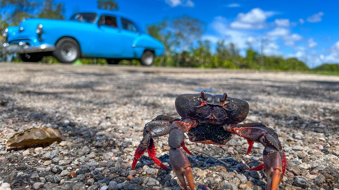 © ORF/Universal/NBC/BBC Studios/Irene Mendez Cruz Eine rote Landkrabbe auf der Straße, im Hintergrund ist ein hellblauer Oldtimer zu sehen