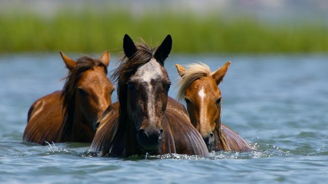 © ORF/Universal/NBC/BBC Studios Drei Wildpferde bis zu den Schultern im Wasser zwischen Inseln der Shackleford Banks